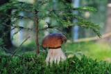 Pod jakimi drzewami rosną grzyby? Gdzie szukać prawdziwków i podgrzybków? Lista miejsc, w których rośnie najwięcej grzybów