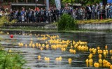 Kaczki ścigały się w Bydgoszczy. Rozpoczął się Ster na Bydgoszcz [zobacz zdjęcia]