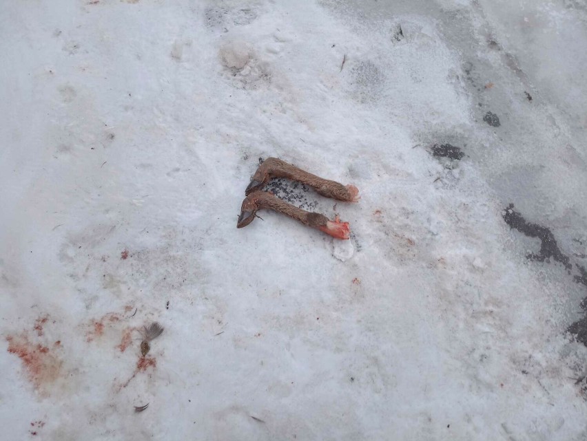Makabryczne odkrycie przy ulicy Korczaka w Gorlicach. Ktoś wyrzucił worki ze szczątkami dzikich zwierząt. DRASTYCZNE ZDJĘCIA