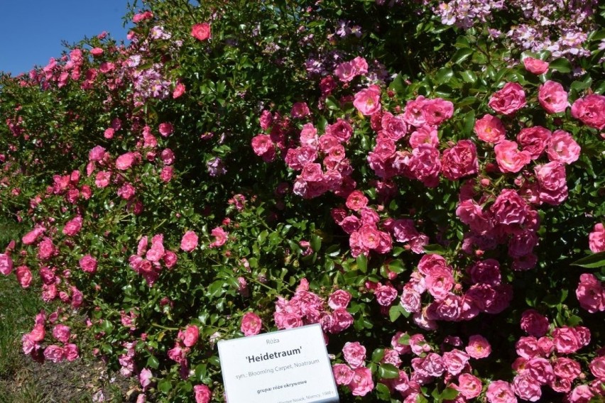 Róża okrywowa Heidetraum