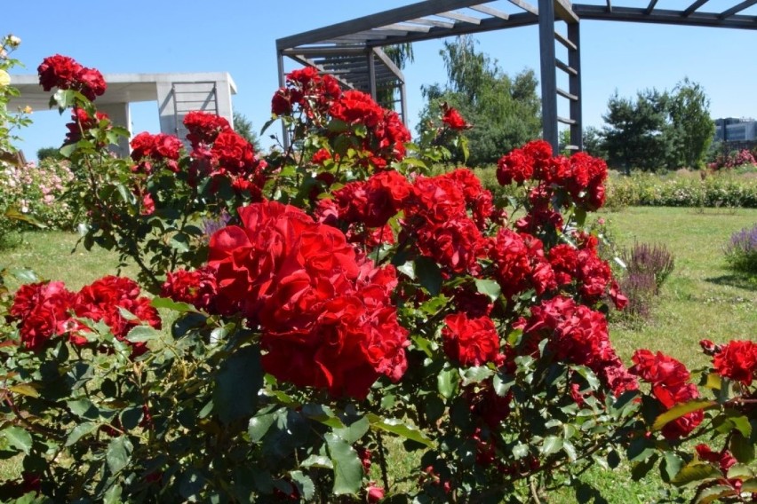 Róża parkowa Roter Korsar