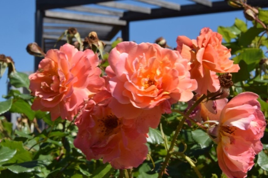 Róża parkowa Westerland