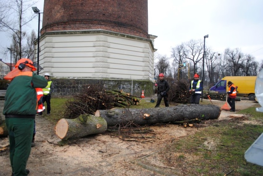 Ruszyła wycinka drzew przy wieży ciśnień w Tczewie