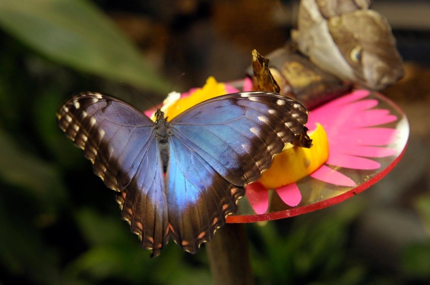 Piękne motyle z Ameryki Południowej trafiły do warszawskiego...