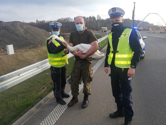 Policjanci z Goleniowa uratowali chodzącego po trasie S3 łabędzia