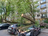 Dramat przy ulicy Racławickiej. Drzewo przygniotło samochody