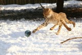 Grudniowe wydarzenia w gdańskim ZOO. "Cho zimą do ZOO" - atrakcje dla małych i dużych