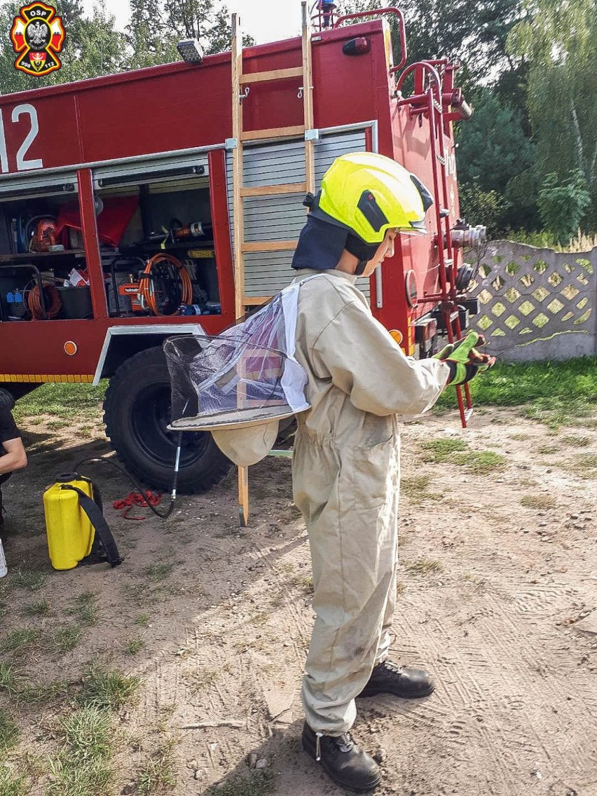 Strażacy z OSP Sokołowice usunęli niebezpieczne gniazdo szerszeni
