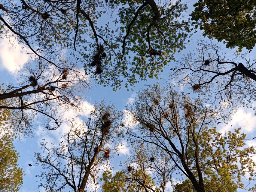 Park Belzacki w Piotrkowie pięknieje, ale ptaki już brudzą...