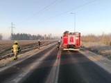 Sława. Strażacy ochotnicy ratowali łabędzia, który zderzył się z linią energetyczną [ZDJĘCIA]