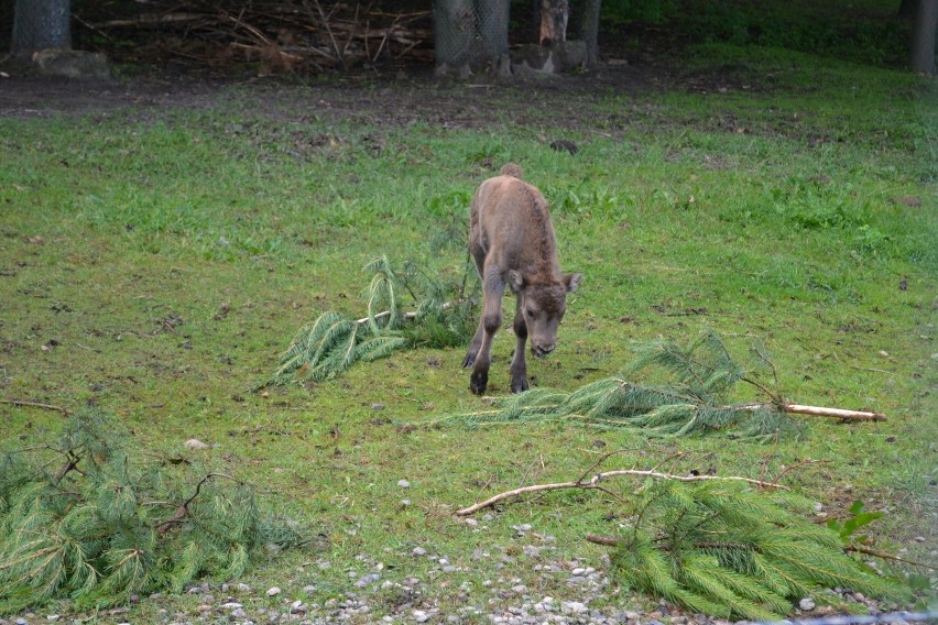 Sieroczyn. W ogrodzie zoologicznym przy Canpolu urodził się żubr