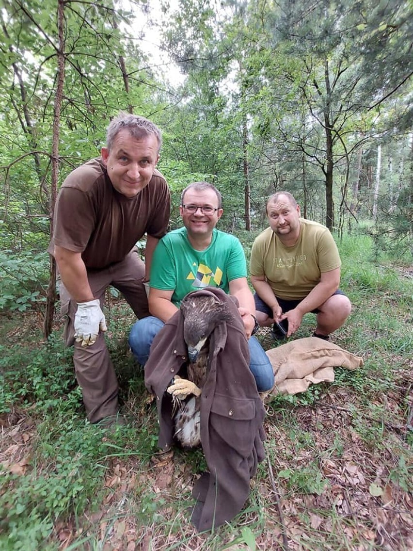 Kolejny orzeł bielik uratowany przez naszych leśników