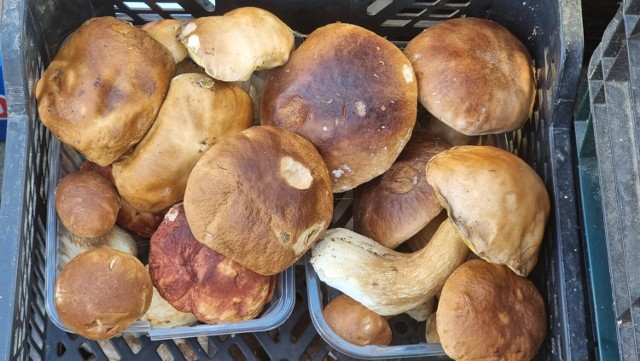 Na kieleckich bazarach w piątek oferowano mnóstwo grzybów. Na kolejnych slajdach zobacz jakie gatunki i ceny >>>