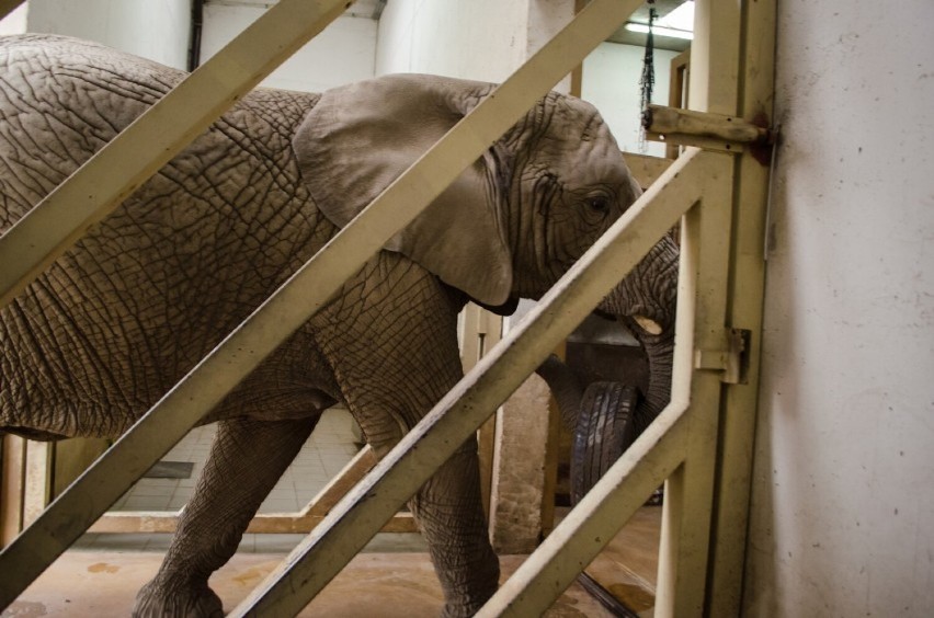 Zoo w Warszawie szuka opiekuna słoni i nosorożców. Jakie są wymagania i ile można zarobić?