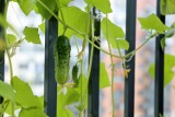 Ogórki na balkonie – możesz je mieć przez całe lato! Kiedy sadzić ogórki i jak o nie zadbać? Uprawa ogórków w donicach i na sznurkach