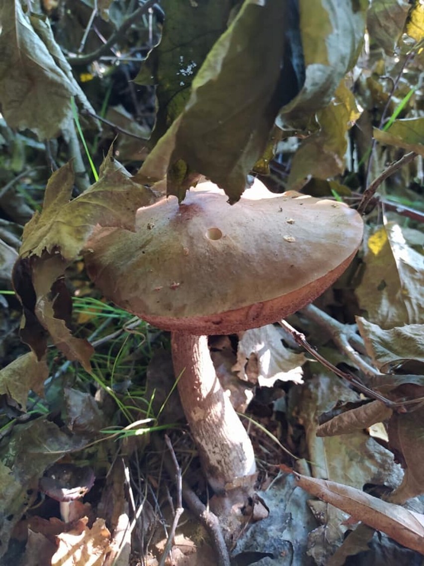 Zduńska Wola Pogoda sprzyja, więc grzybów nie w lasach nie...