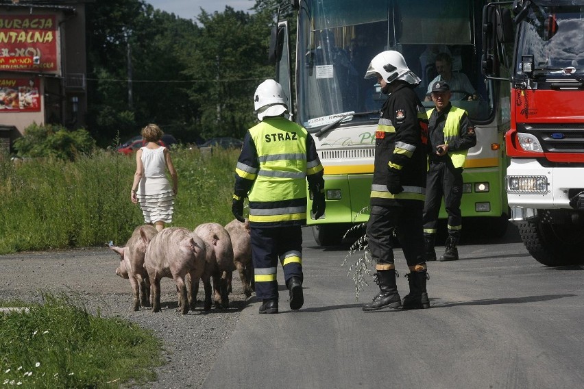 Wypadek ciężarówki ze świniami na trasie Legnica - Złotoryja (ZDJĘCIA)