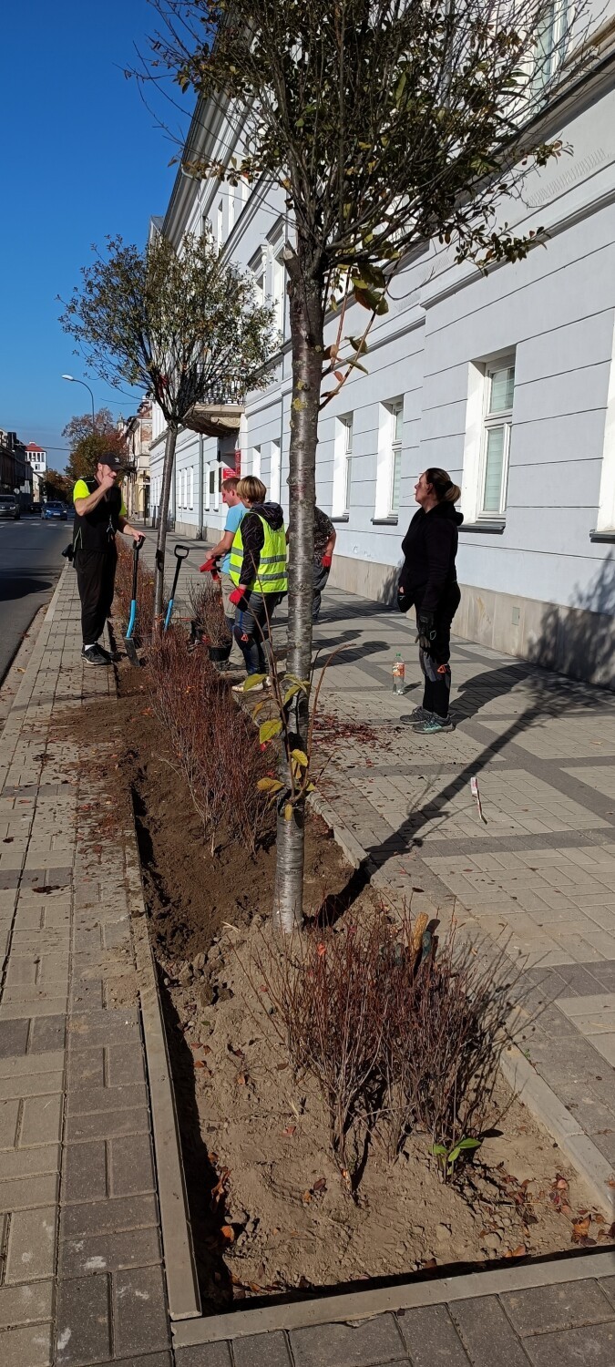 Trwa zielona rewitalizacja Płocka. Nowe krzewy zostały zasadzone na ulicach Bielskiej i Kolegialnej, a to jeszcze nie koniec!