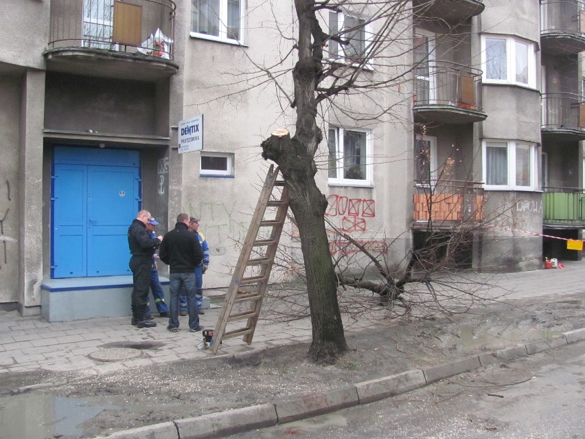 Wypadek na ulicy Lipowej w Kaliszu. Konar ranił mężczyznę. ZDJĘCIA