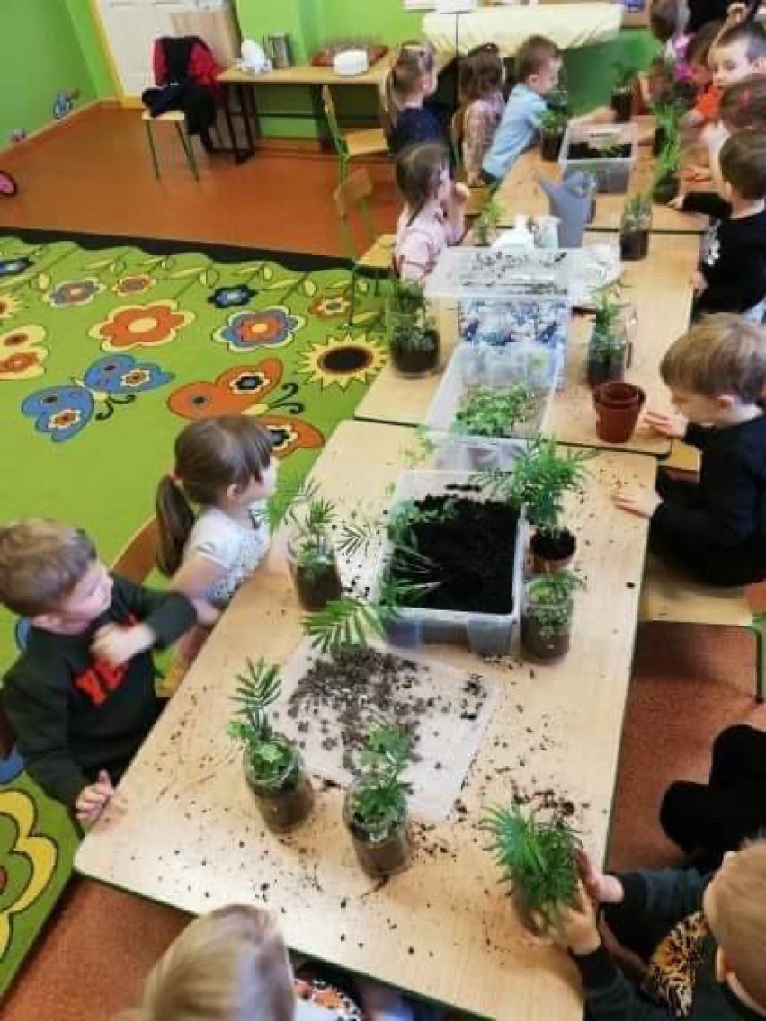Pniewskie przedszkolaki sadziły roślinki w słoikach