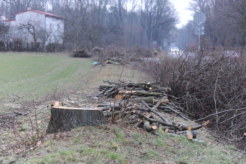 Wycinka drzew na Kąkolewskiej