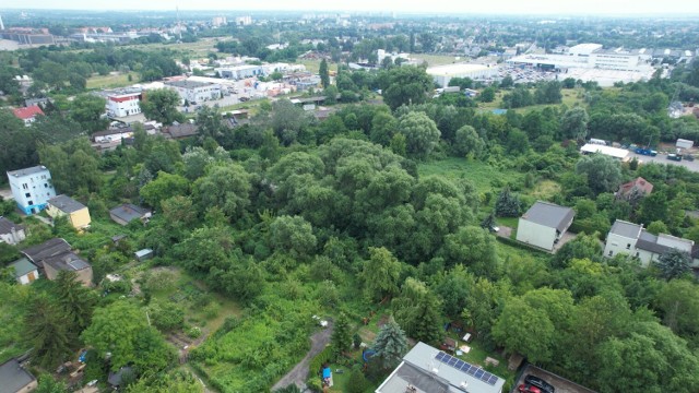 Ważą się losy terenu zielonego w rejonie ulic Góreckiej, Krauthofera i Wrońskiego, z osiemnastoma drzewami, z których jedno – wierzba - ma ponad pięć metrów obwodu.