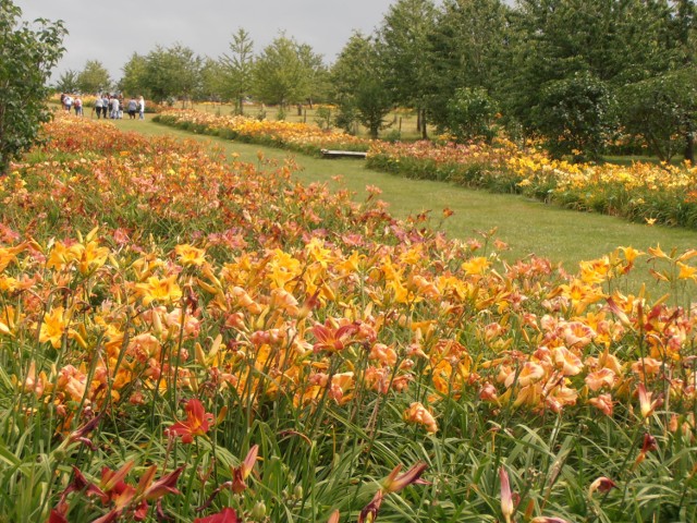 Arboretum w Wojsławicach - Filia Ogrodu Botanicznego Uniwersytetu Wrocławskiego to piękne miejsce, liliowców multum, wszystkie piękne, można tylko oglądać i zachwycać się.