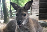 Z zoo niedaleko Ostrawy uciekł kangur Dobby. Poszukiwania zaginionego zwierzaka trwają
