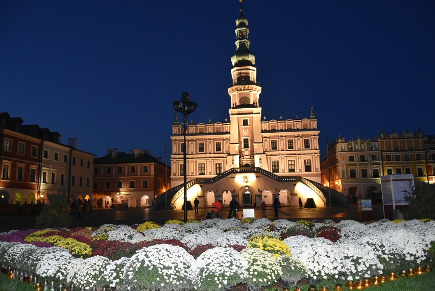 Zamość 2020: #kupujemy chryzantemy