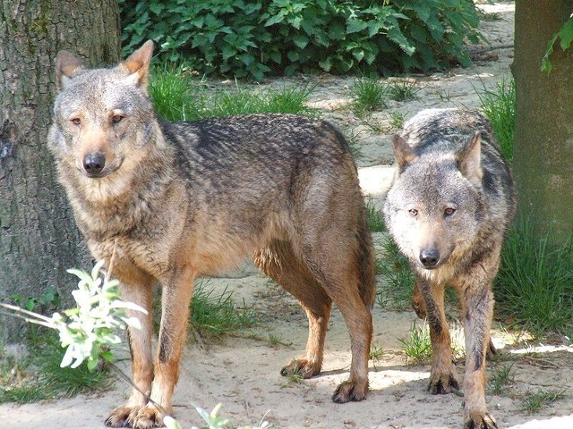 Źródło: http://commons.wikimedia.org/wiki/File:Canis_lupus_signatus_%28Kerkrade_Zoo%29_21.jpg