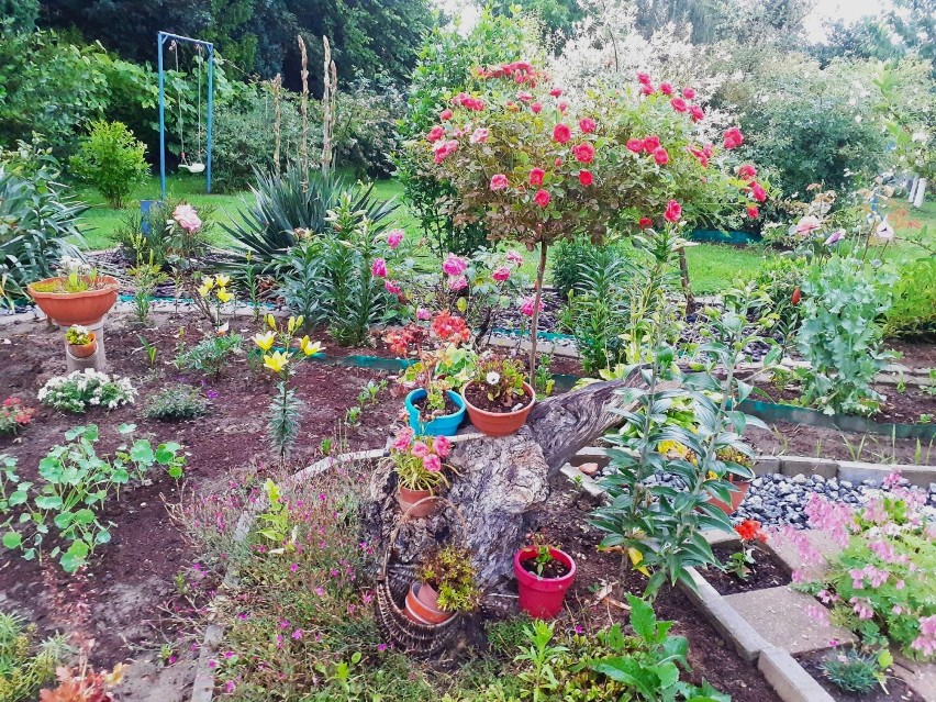  W magicznym ogrodzie Janeczki -  wiejska idylla, gdzie piękno natury kwitnie w kolorach