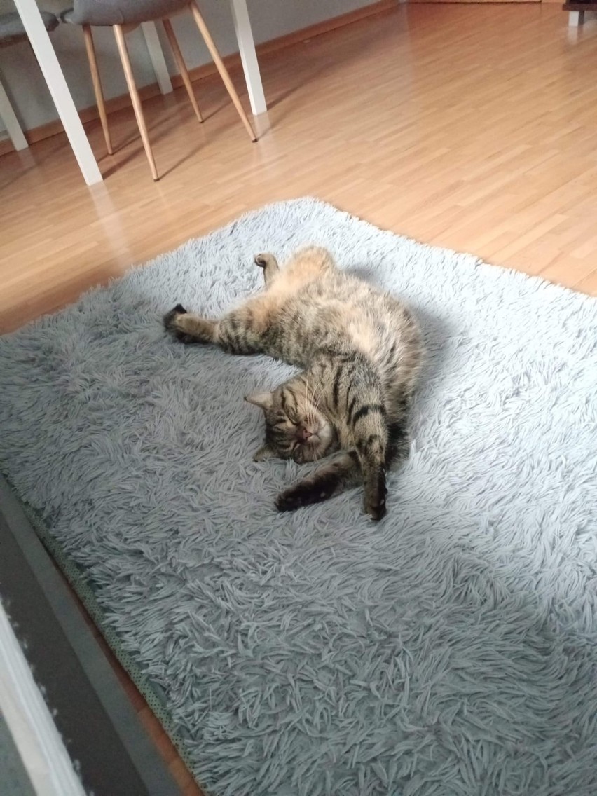Pepito, kot Agnieszki Cierpisz-Anioł