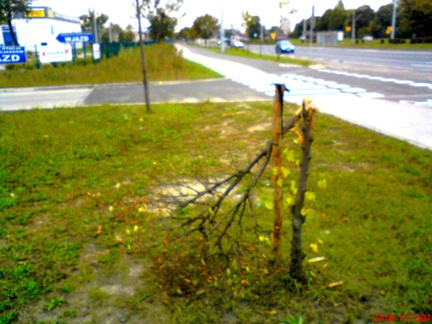 Wandale połamali drzewa wzdłuż ulicy Lubickiej..!!!