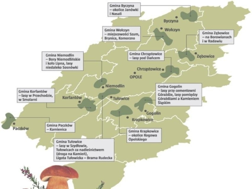 Opolskie. Gdzie są grzyby w październiku? W lasach znajdziemy maślaki, opieńki, podgrzybki. Radar grzybów [MAPA]