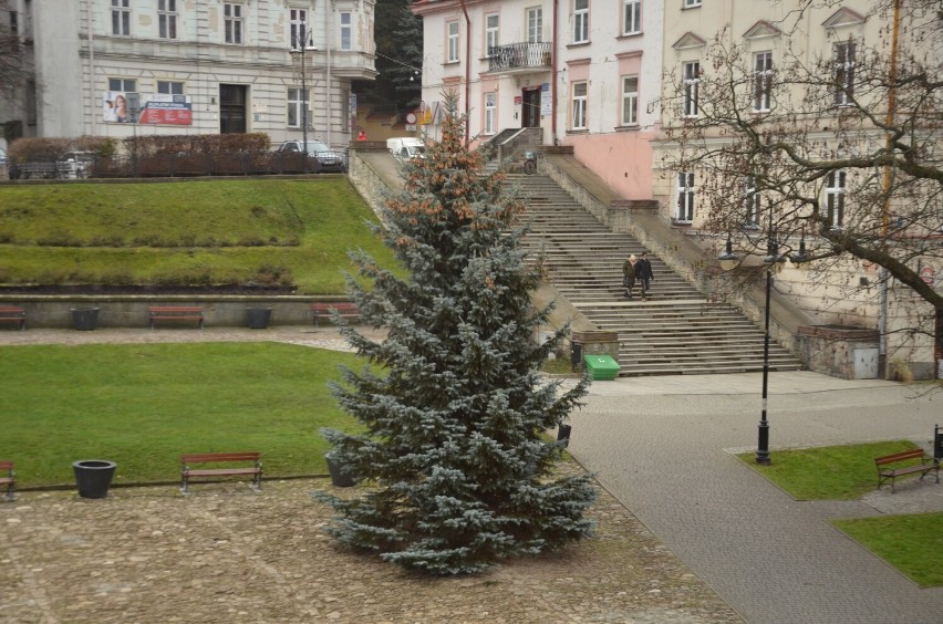 Dorodna choinka stanęła na Rynku w Przemyślu.