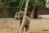 Słonie z płockiego zoo mają nowe zabawki [ZDJĘCIA]