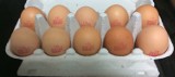 GIS ostrzega: Nie jedz jajek z tych partii! Salmonella wykryta w próbkach z kurnika