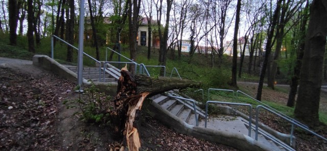 Drzewo runęło na schody, które powstały w 2019 r. w trakcie rewitalizacji parku.