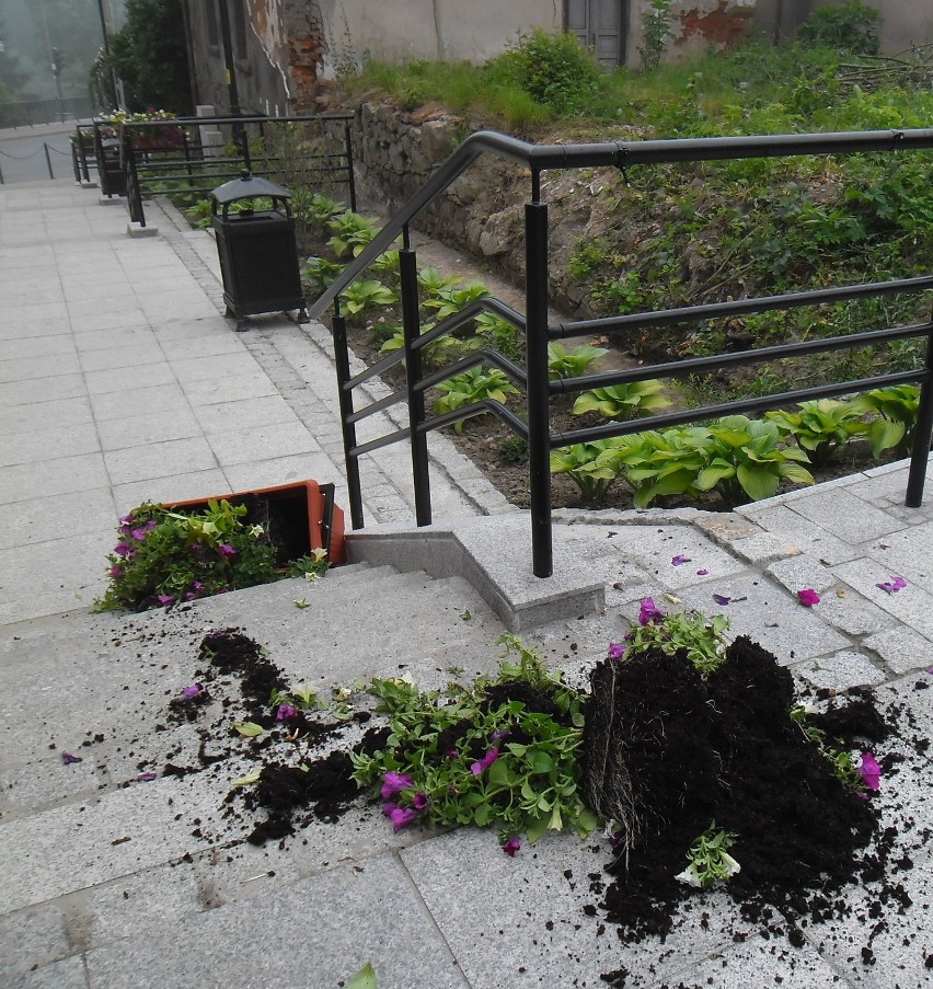 Na ul. Wałowej zniszczono świeżo posadzone kwiaty