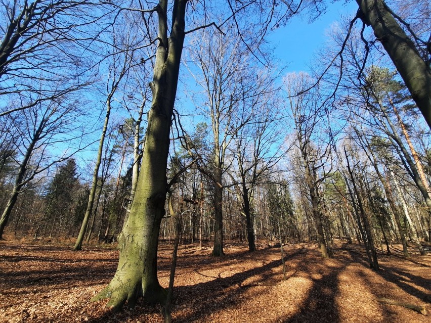 Nadleśnictwo Katowice zamierza wyciąć prawie 130 drzew w...