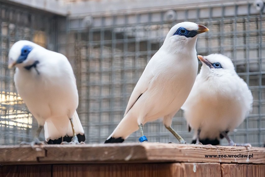 Sensacja we wrocławskim zoo. Wykluł się jeden z najrzadszych ptaków na Ziemi!