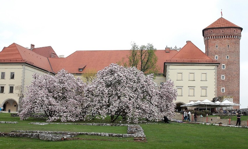 Na Wawelu wiosna w pełni [ZDJĘCIA]