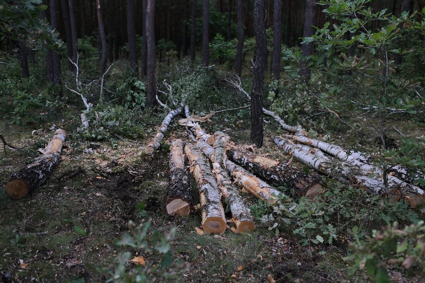 Nadleśnictwo Piotrków wycięło ok. 100 drzew przy drodze nr 716 Piotrków - Koluszki