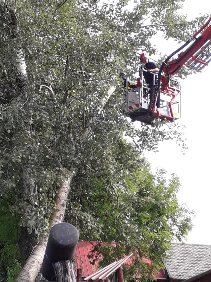 Konary drzewa opierały się o dach. Interweniowali strażacy (zdjęcia)  