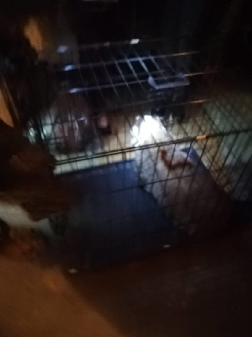 Borsuk w garażu w Poraju. Strażacy z OSP złapali zwierzę do specjalnej klatki, a później wypuścili je w kompleksie leśnym [ZDJĘCIA, FILM]