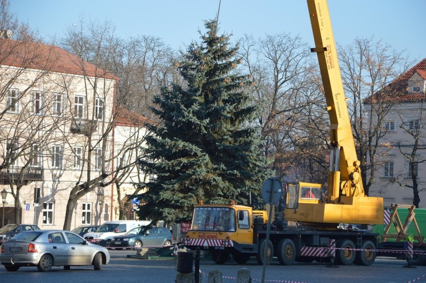 Blisko 11-metrowy świerk stanął na Starym Rynku w Łowiczu [ZDJĘCIA]