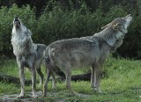 Ponice: wilki zagryzły 15 owiec i psa pasterskiego