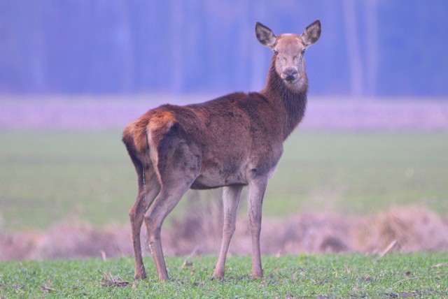 Schorowana łania jelenia w Łęgu Kręckim była zajęta podjadaniem, gdy fotograf zaszedł ją pod wiatr