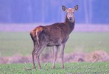 Pamiętacie zdjęcie wilka na balu słomy pod Świebodzinem?! To teraz zobaczcie inne fantastyczne zwierzęta w obiektywie naszego Czytelnika