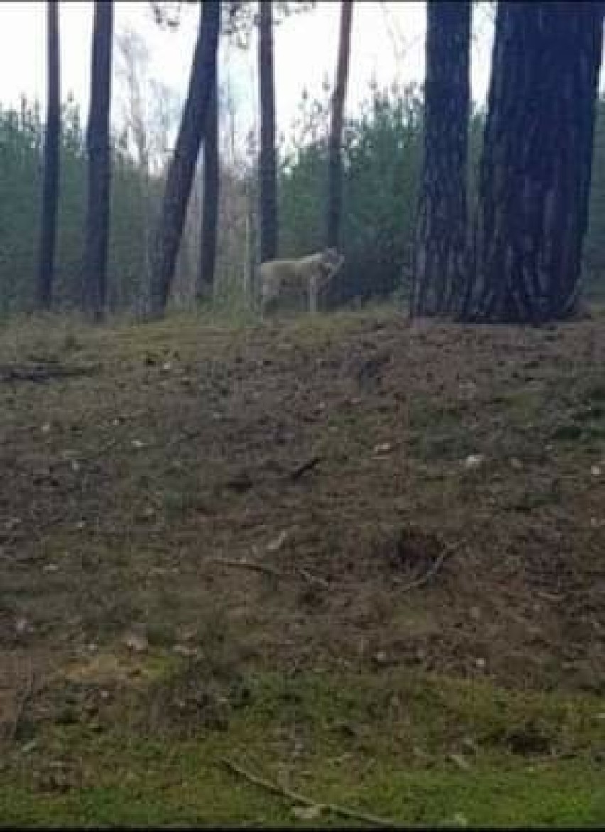 Wilki zostały zauważone w pobliżu Gubina i przy okolicznych...